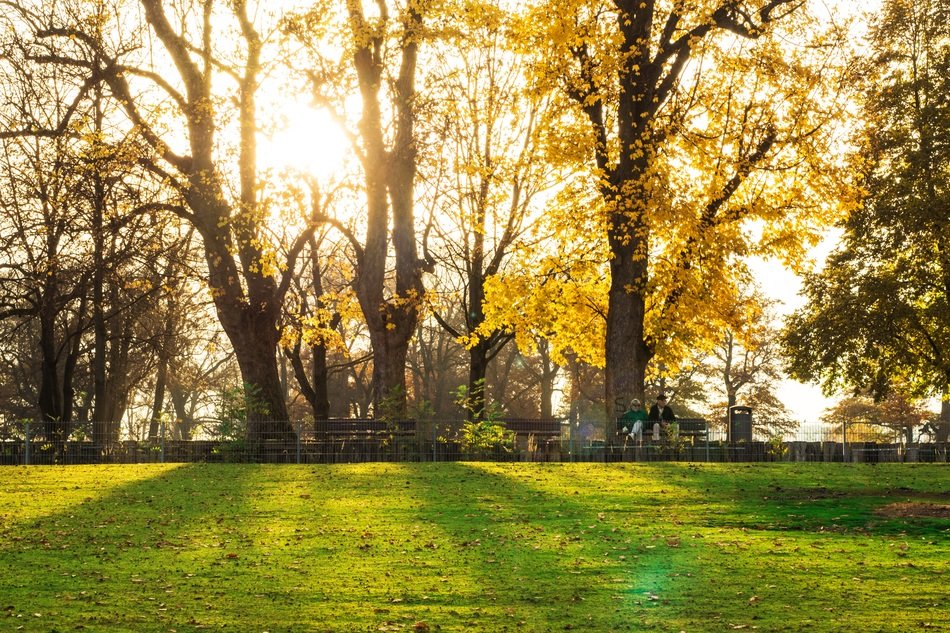 Sunset over the trees and the field