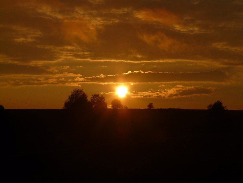 trees at sunset