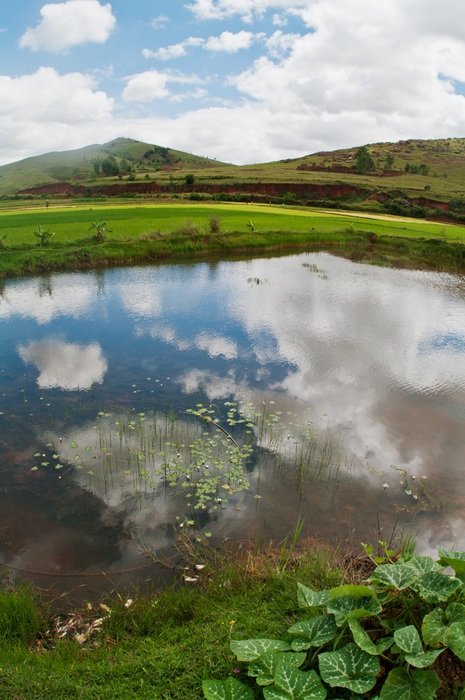 fisheye lens shot of rice field at pond in countryside