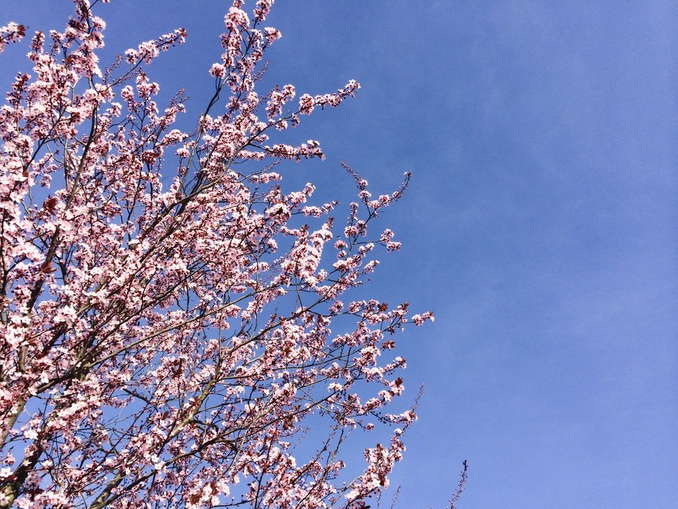 cherry blossoms against the blue sky in Japan