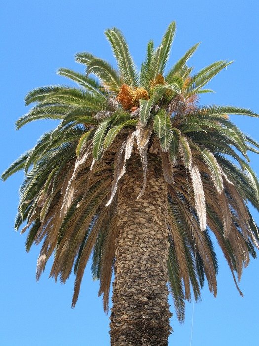green top of high palm