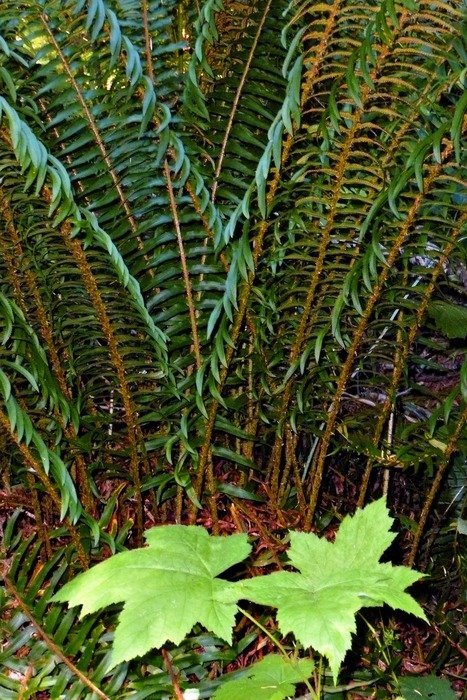 Green leaves near the fern bush