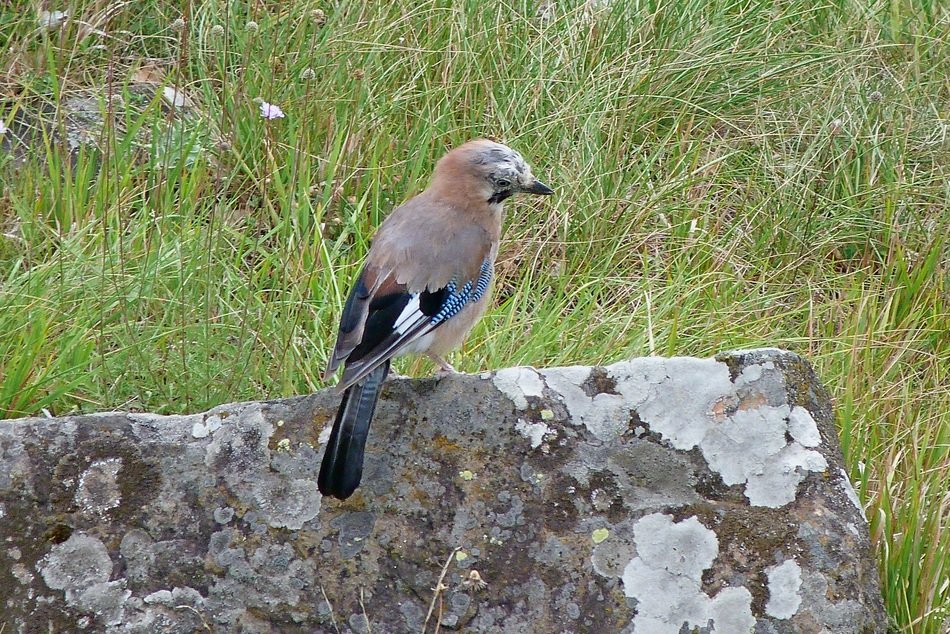 Jay on the stone