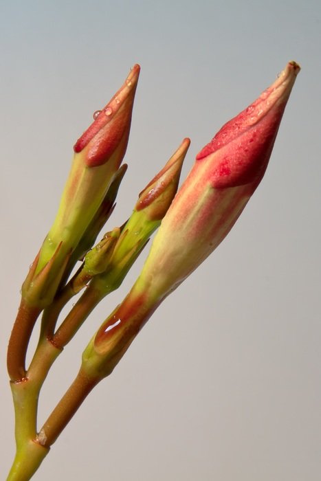 Diphladenia flower buds