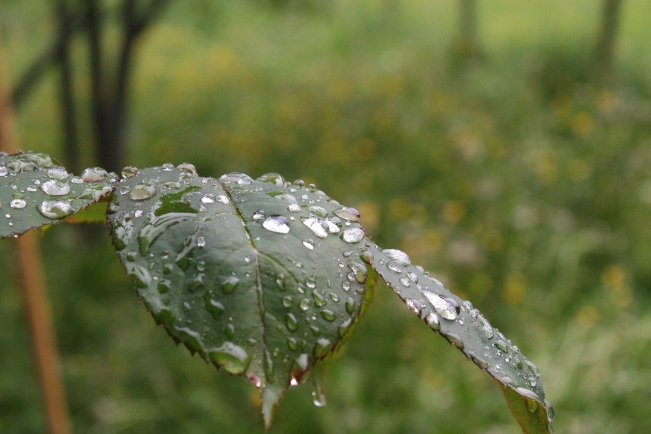 Drops of water on green leaves