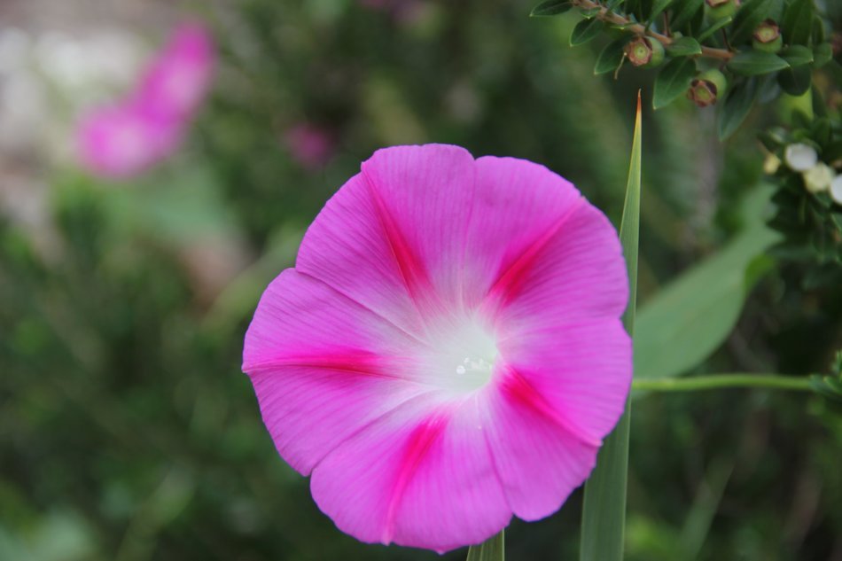 blossom bloom nature violet