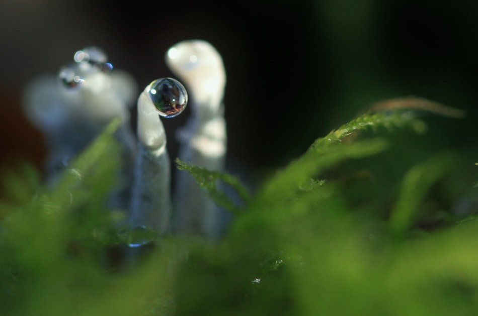 Raindrop on a green plant