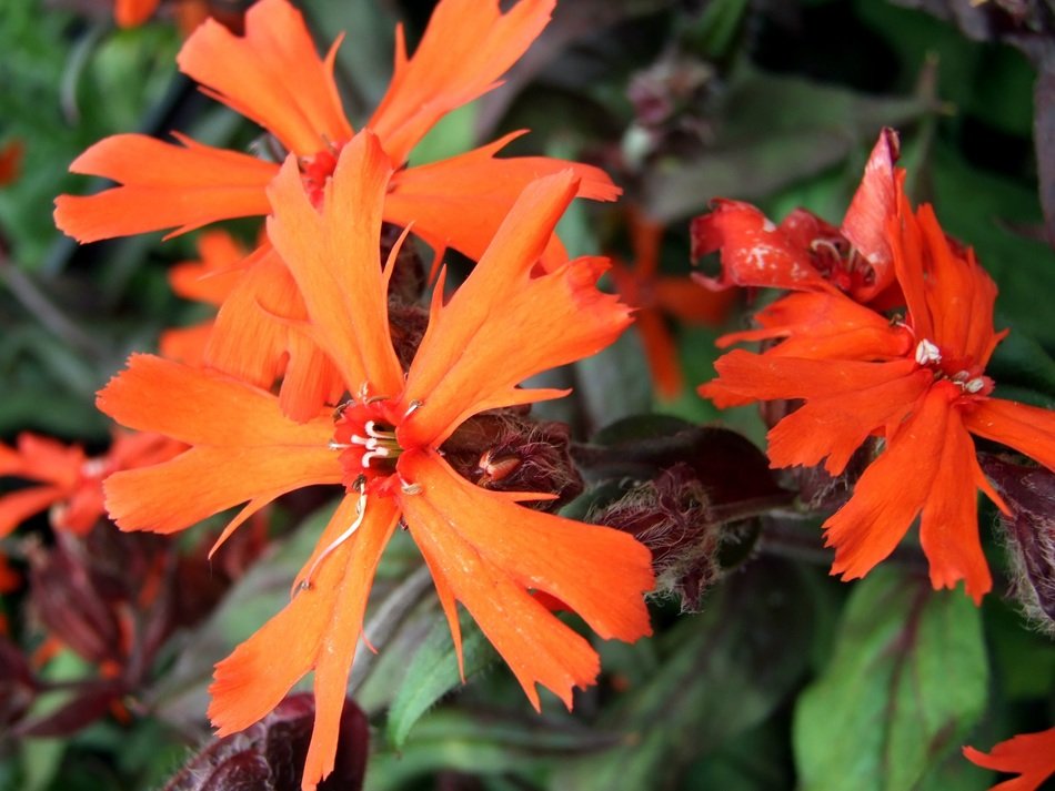 red flowers of lychnis, perennial plant