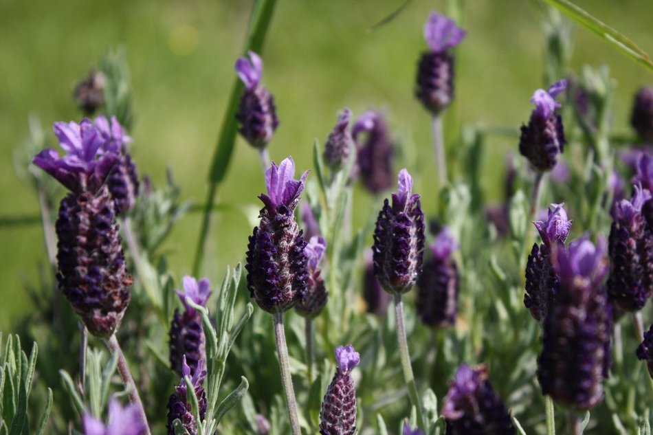 beautiful lavender