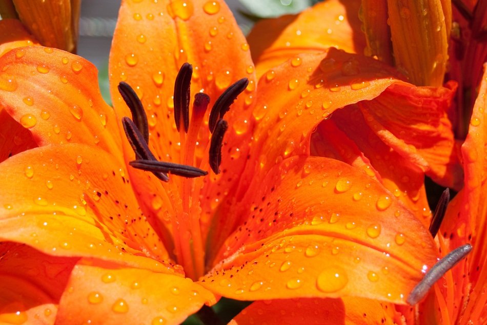 large orange lilies with black stamens