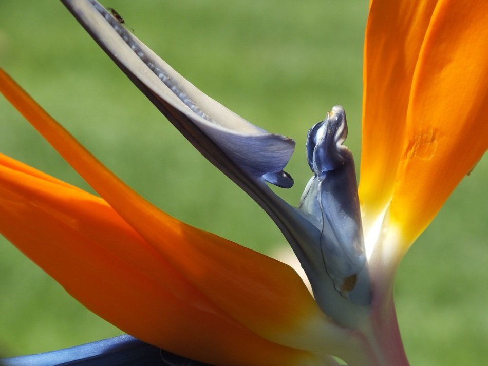 beautiful bird of paradise closeup