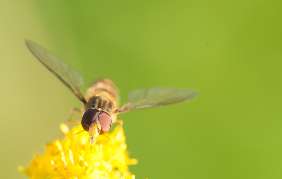 insect with big eyes on a blossoming bud