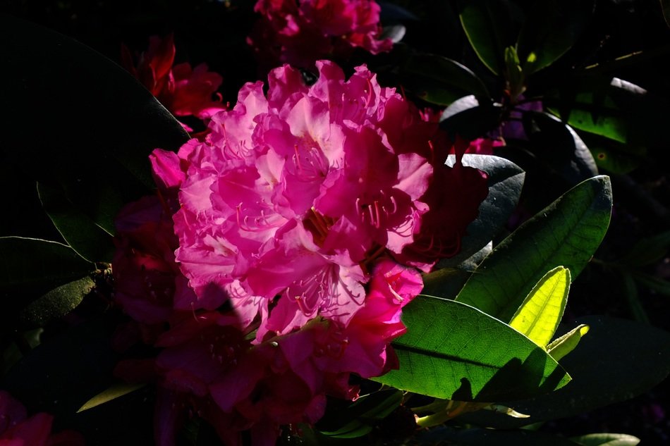 Pink rhododendron flowers in the spring