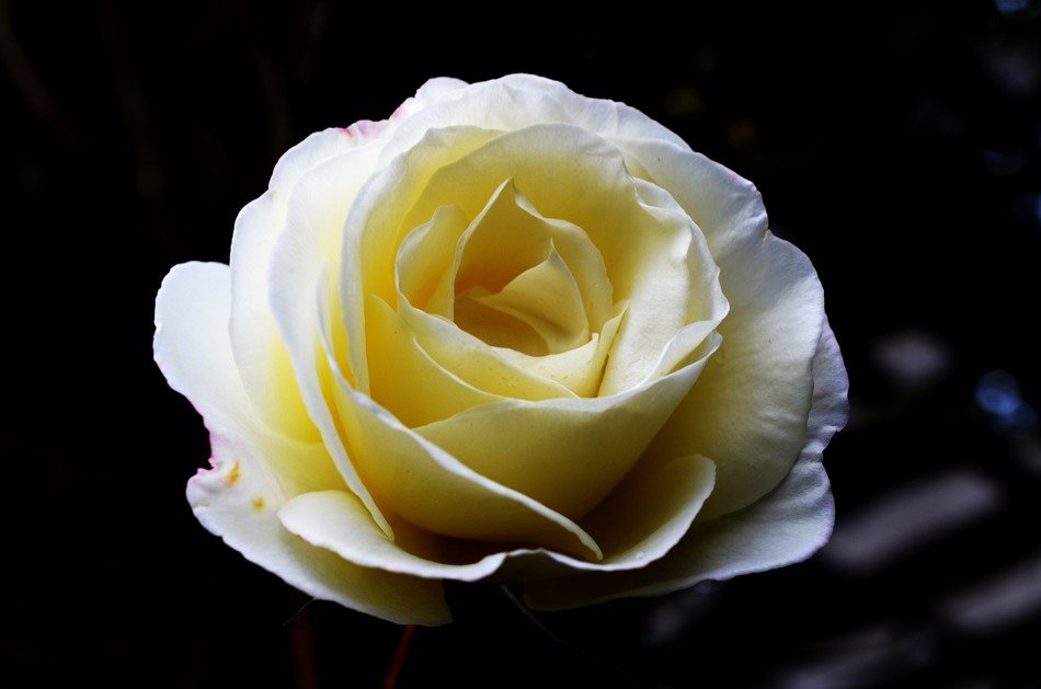 Beautiful white rose