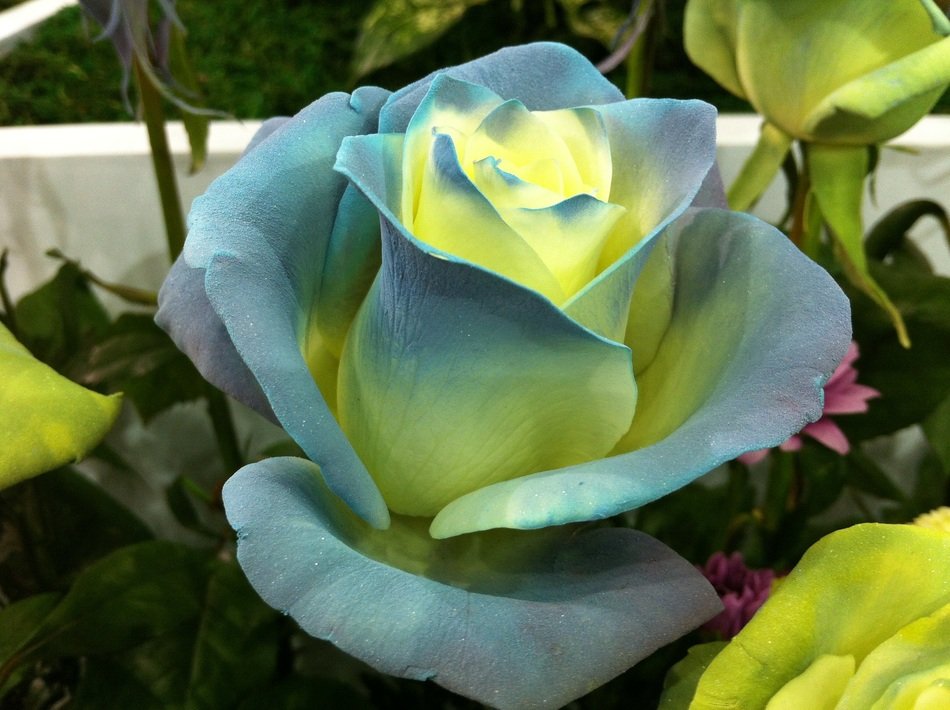 blue yellow rose