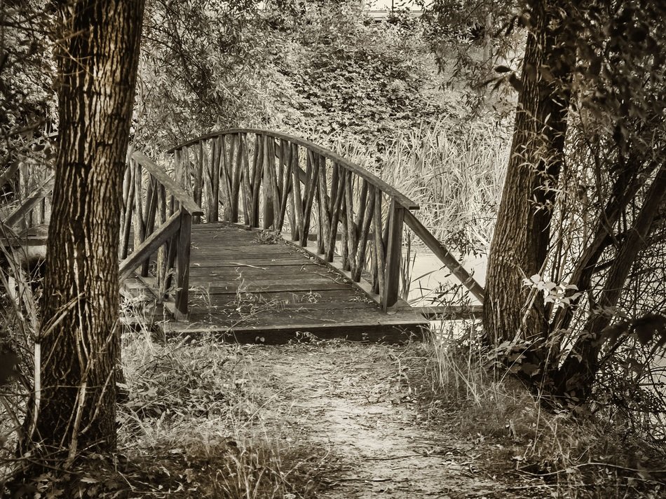 wooden bridge among the trees as an illustration