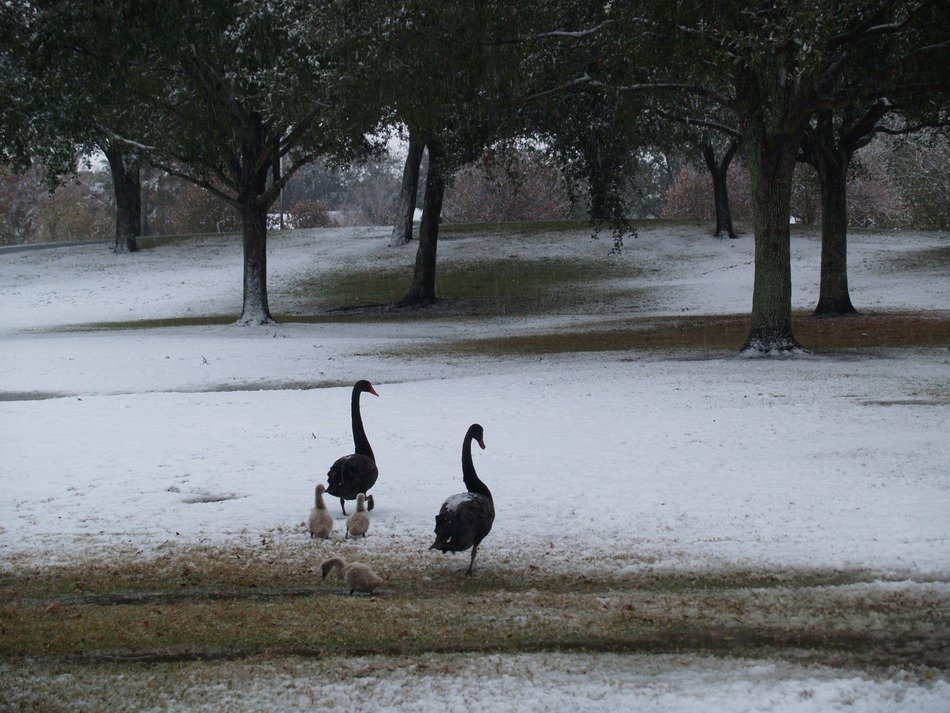 geese with ducklings on the snow in the park