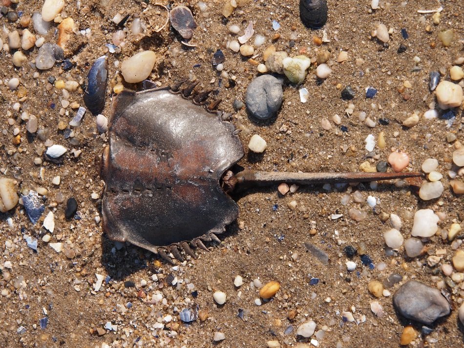 skeleton on the sand beach closeup