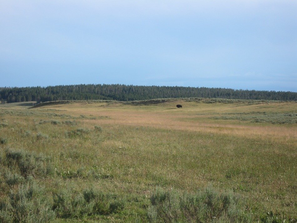 steppe at Yellowstone National Park