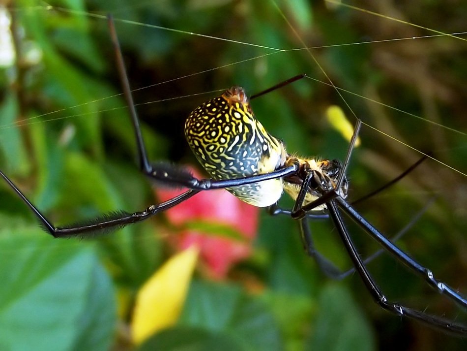 spider nephila fenestrata