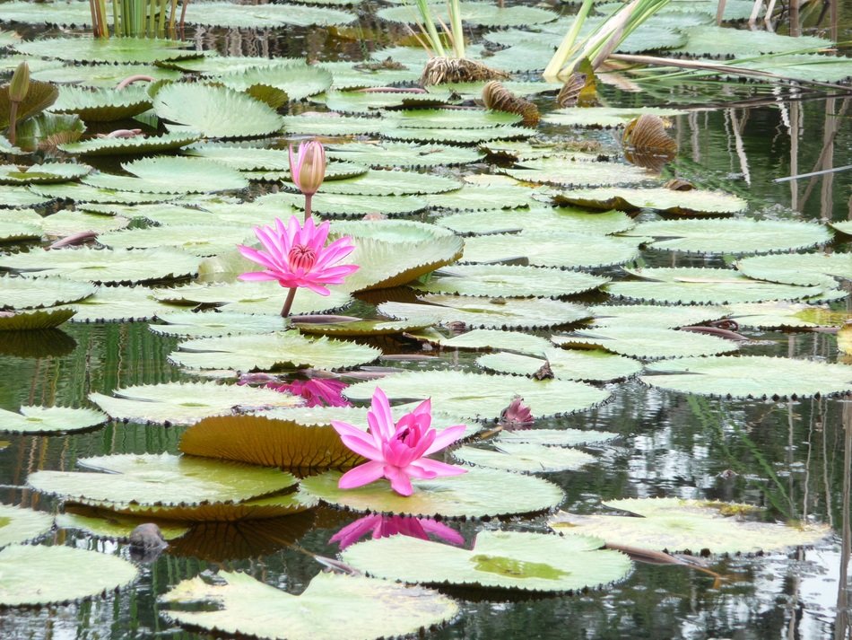 lily flower with green leaves on a pond