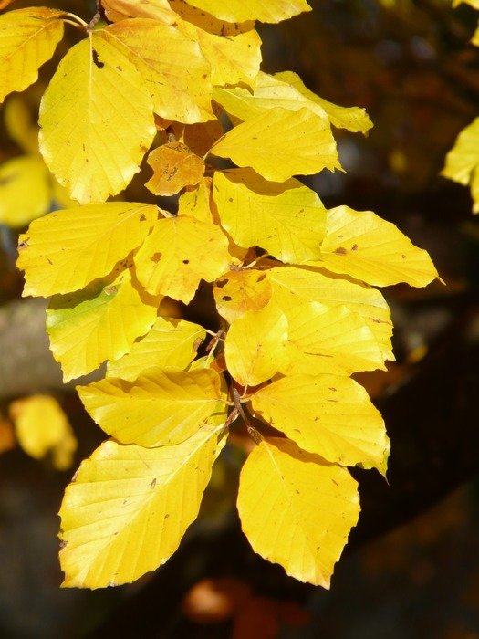 Bright golden leaves of European beech