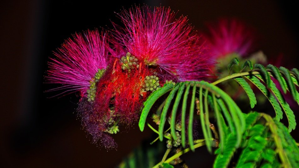 macro photo of the bright flowers