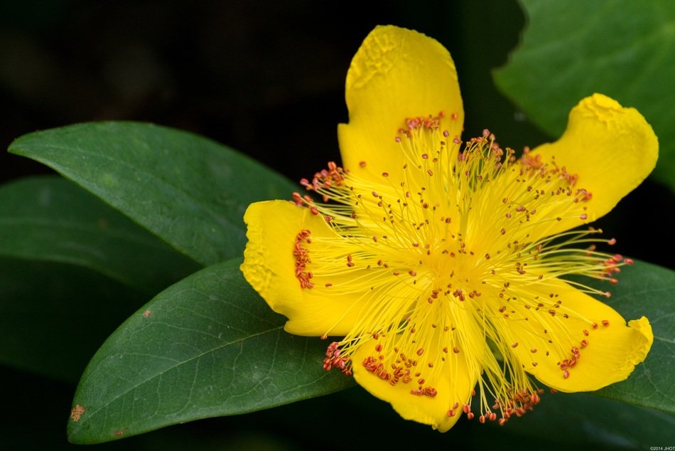 yellow flowers in netherlands close