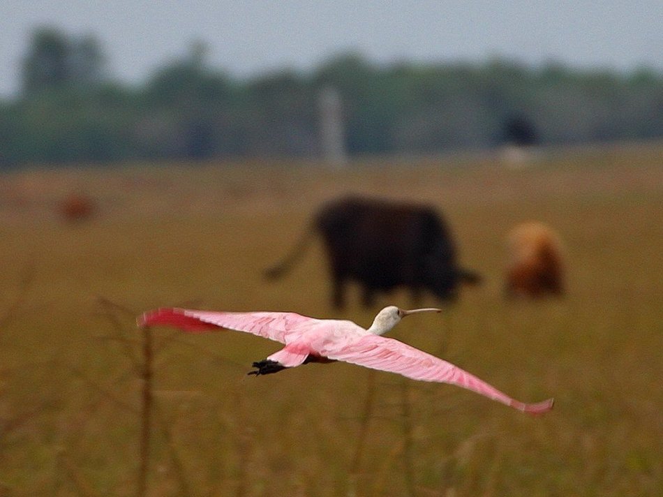 pink flamingo in flight in the wild