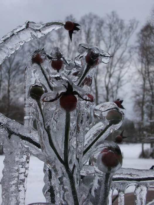 thorny icy Bush