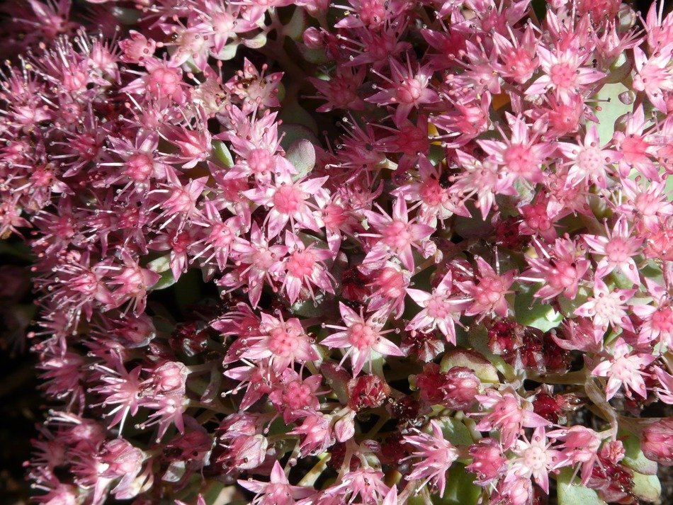 siebold stonecrop is an ornamental plant