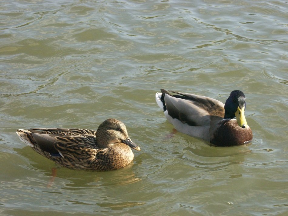 two ducks on the river wisla close up