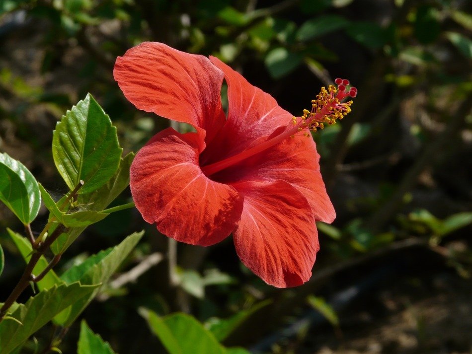 red hibiscus on the stalk