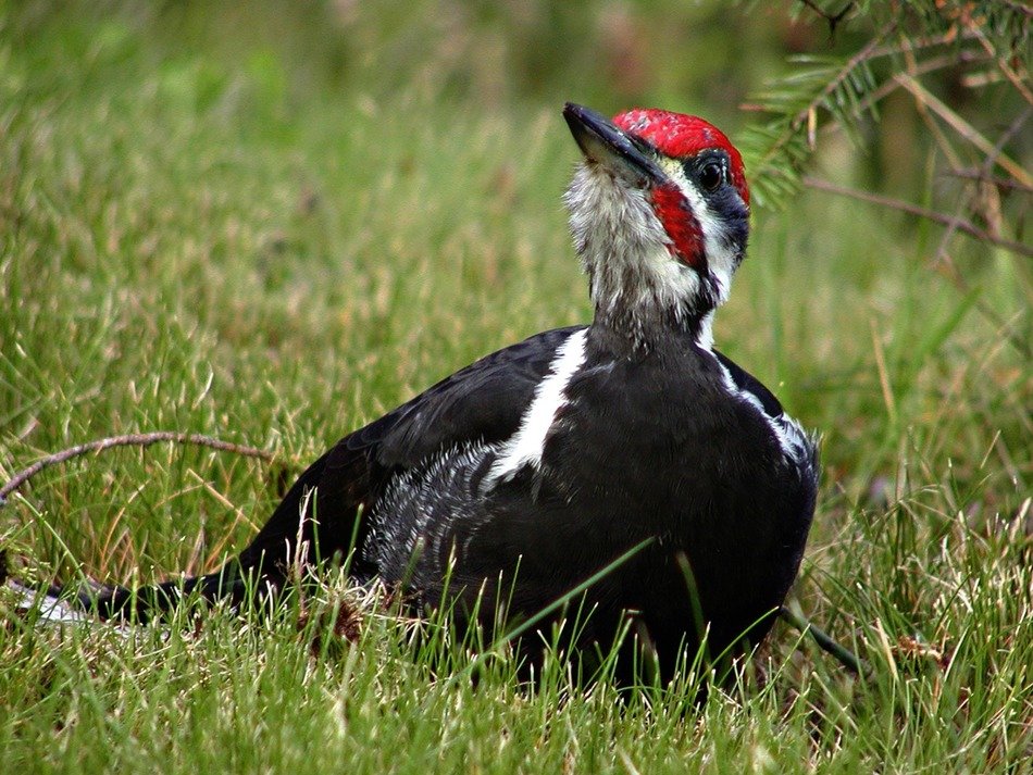woodpecker with red head on green grass close up