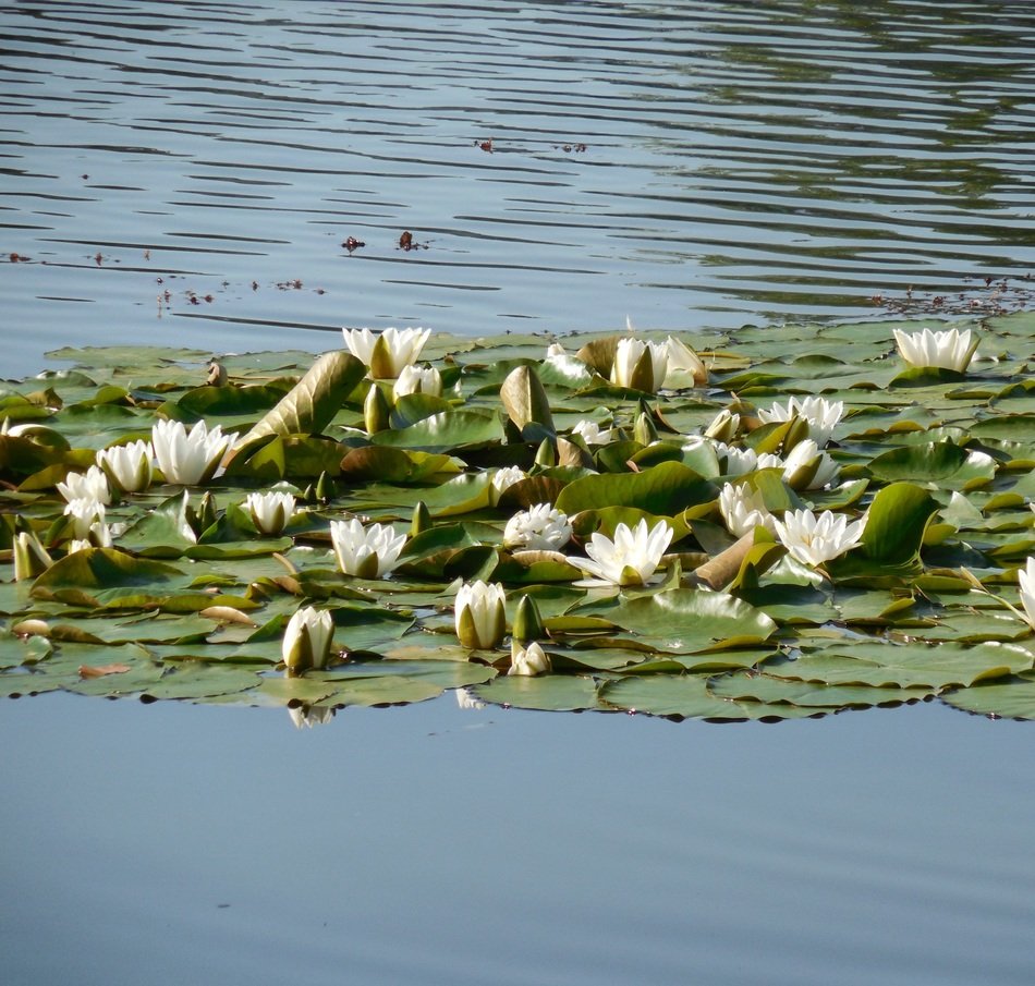 white water lilies on the lake close-up