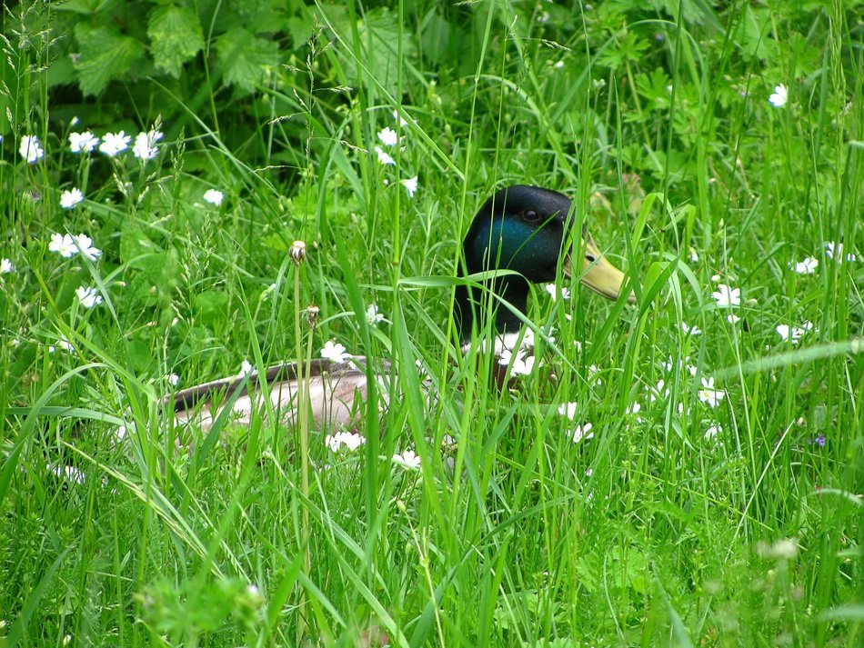 Water duck in grass