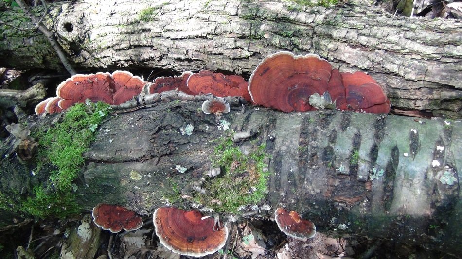 several polyporus grow on trees