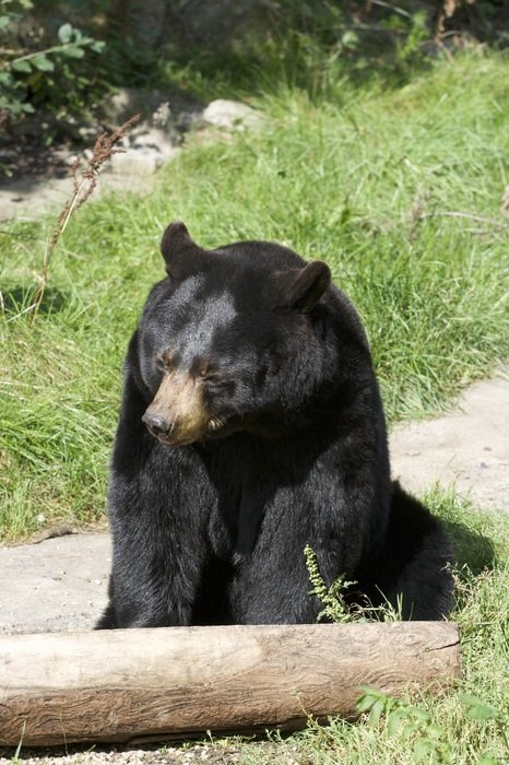 cute wild bear near balk