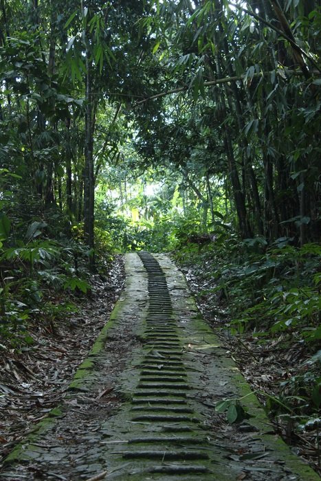 Road in the green forest