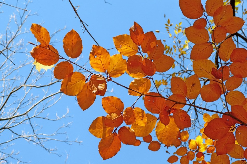 autumn colorful foliage on a clear sky background