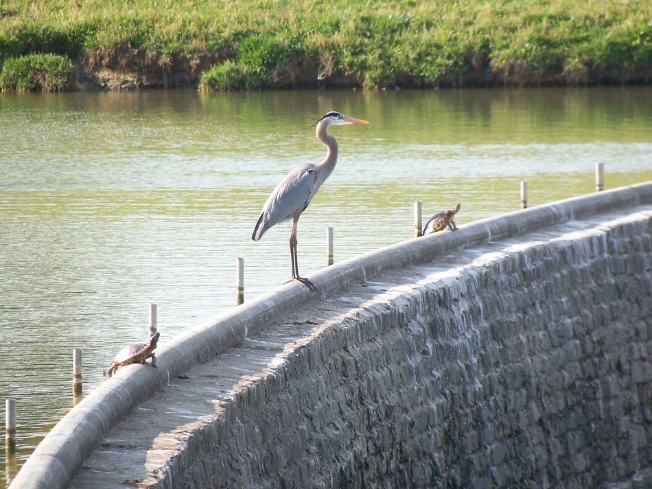 great blue heron on the dam