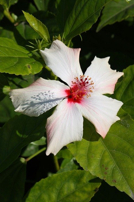 hibiscus under the bright sun