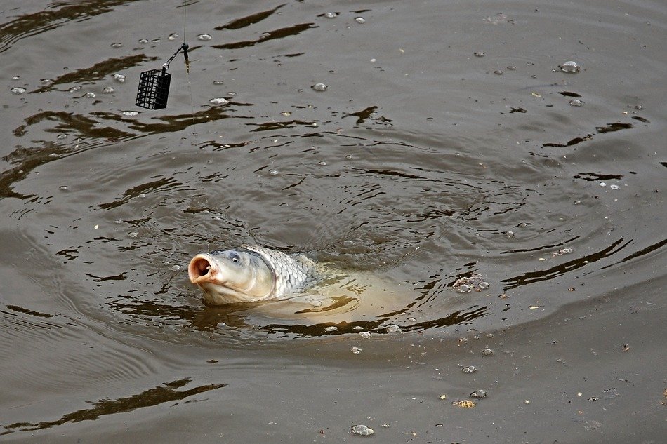 carp in water