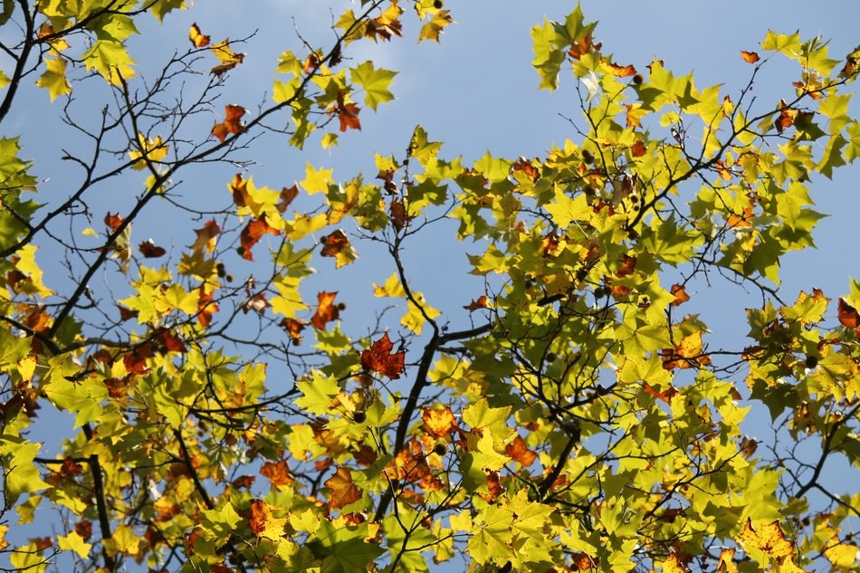 golden and brown foliage on the tree