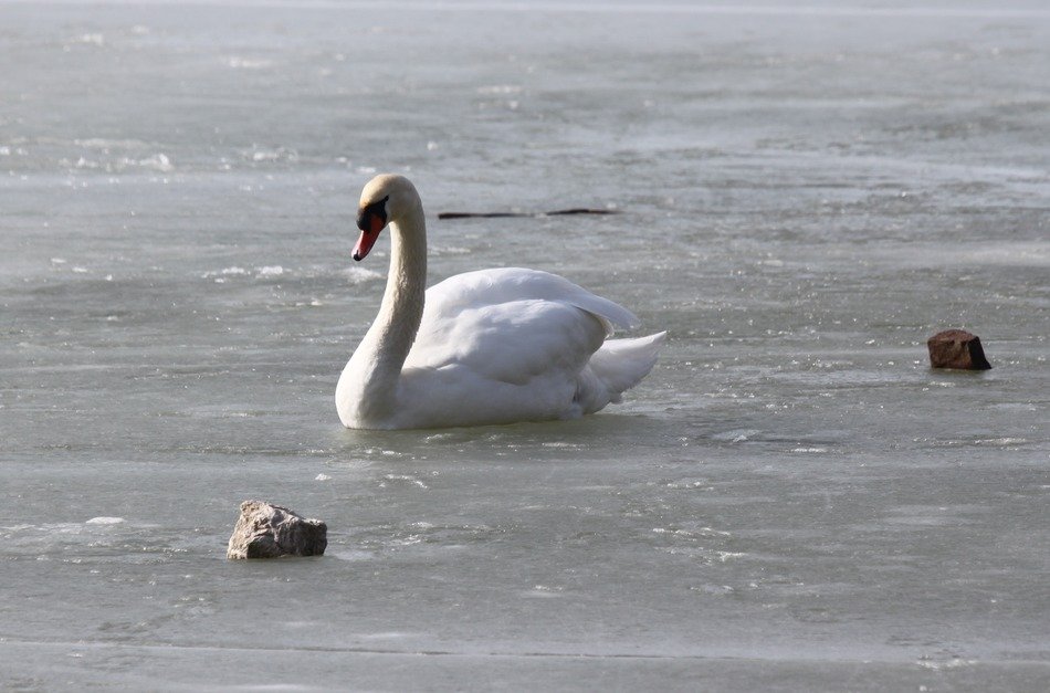 Breathtaking white swan