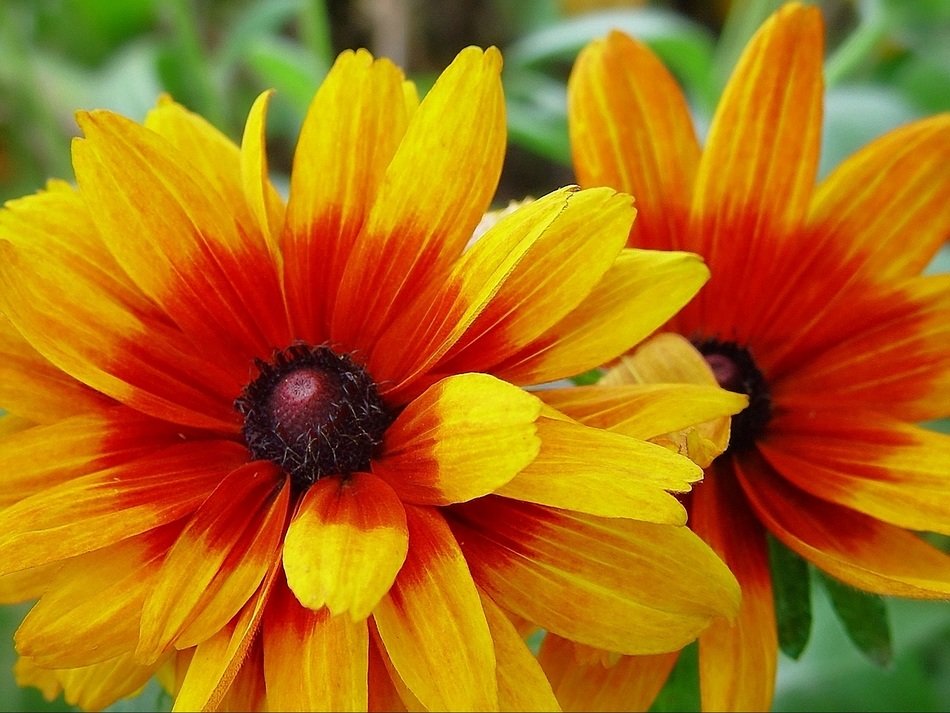 natural flower bloom