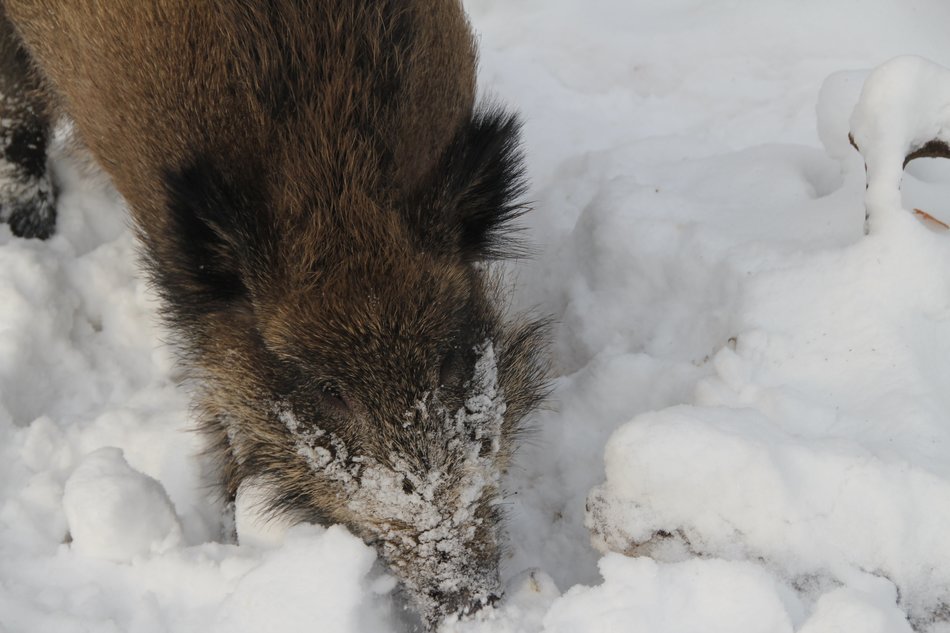 Boar in the winter