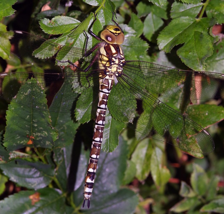 dragonfly on the green bush
