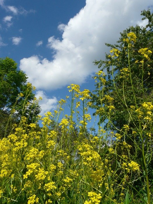 yellow wild flower in the forest under blue sky