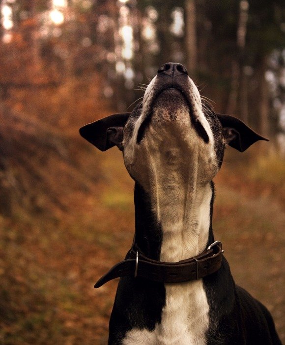 The hound dog looks up in the park